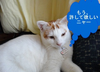 猫のこてつ