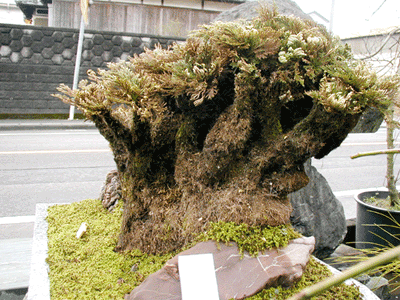 溶岩石付岩松　岩ヒバ　山野草　盆栽